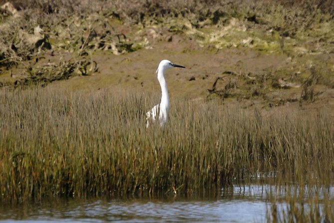 Eco Boat Tour in the Ria Formosa Lagoon from Faro - Is $30.23 a fair price for one hour?