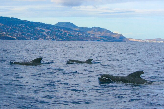 Eco-Friendly Catamaran Dolphin and Whale Watching - The possible swim, and why it is not guaranteed