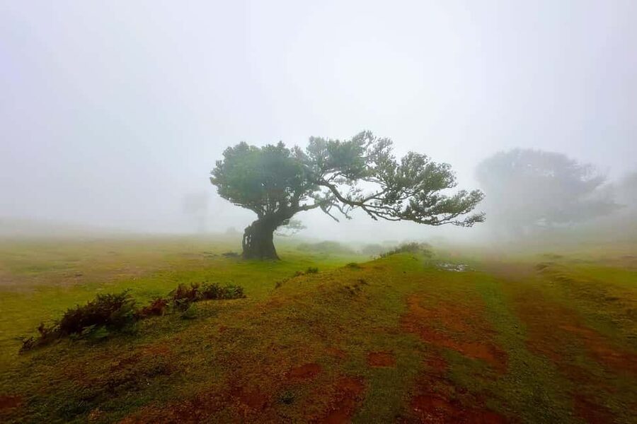 Fanal / Assobiadores - Levada Walk - Key points to know before booking