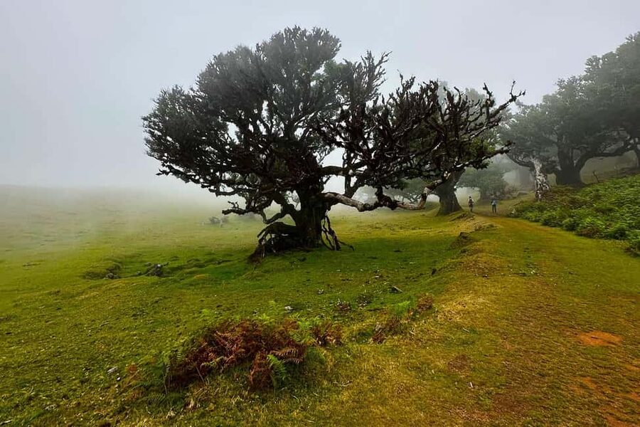 Fanal / Assobiadores - Levada Walk - What the walking feels like over eight hours