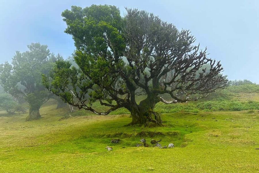 Fanal / Assobiadores - Levada Walk - The guide can make or break the day