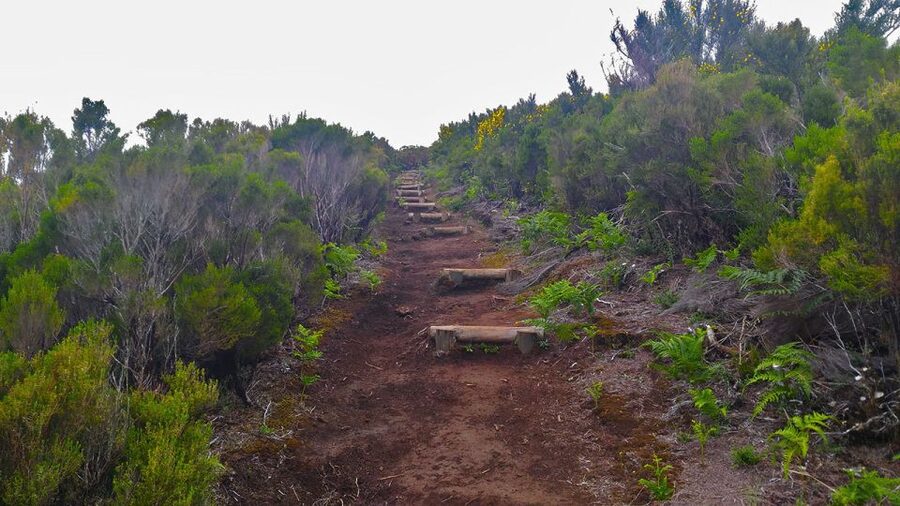 Fanal / Assobiadores - Levada Walk - Hotel pickup around Funchal and nearby towns