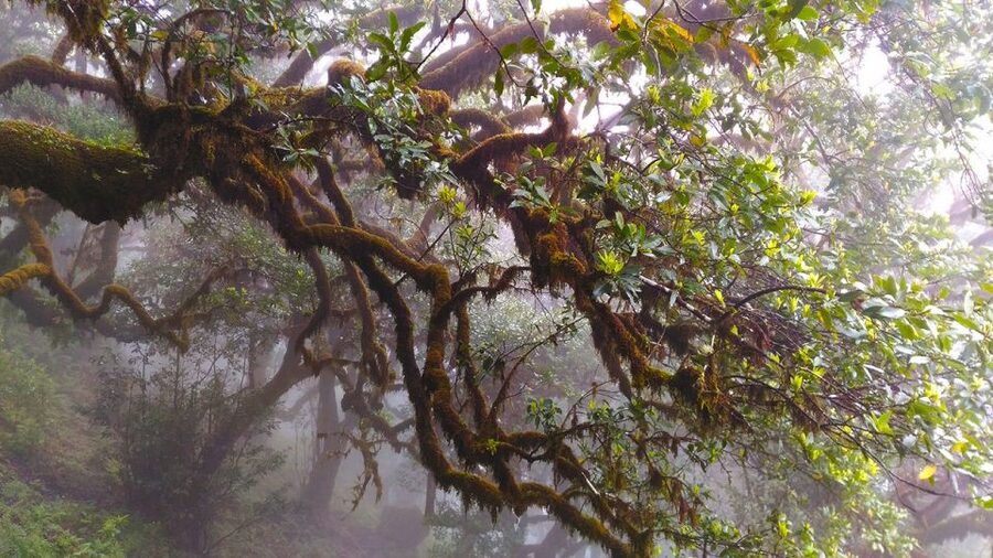 Fanal / Assobiadores - Levada Walk - Food, equipment, and practical preparation