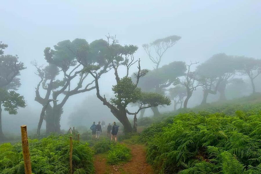 Fanal / Assobiadores - Levada Walk - Is the $50 price good value?