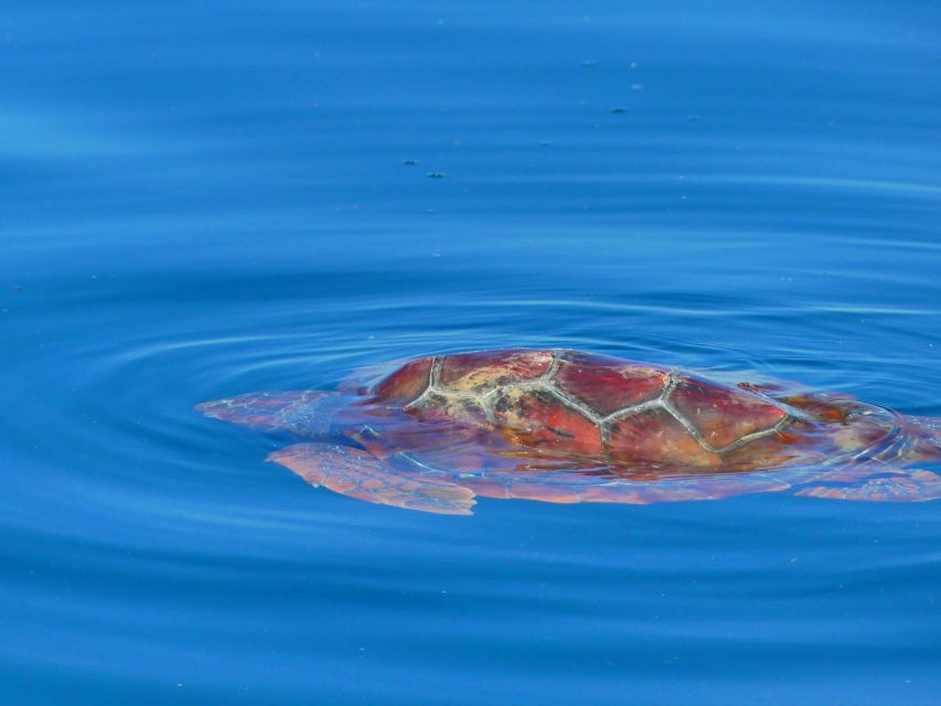 Faro: Dolphin and Wildlife Watching in the Atlantic Ocean - Should you book this Faro dolphin tour?