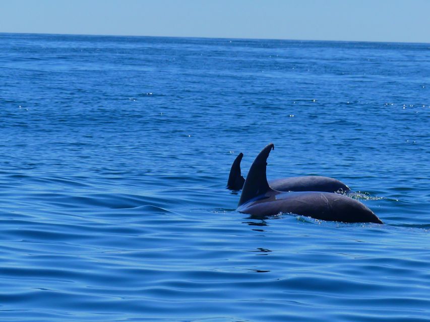 Faro: Dolphin and Wildlife Watching in the Atlantic Ocean - Dolphins, whales, and the other wildlife