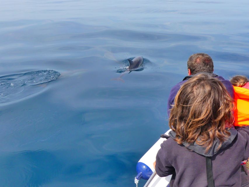 Faro: Dolphin and Wildlife Watching in the Atlantic Ocean - Why the marine biologists make a difference
