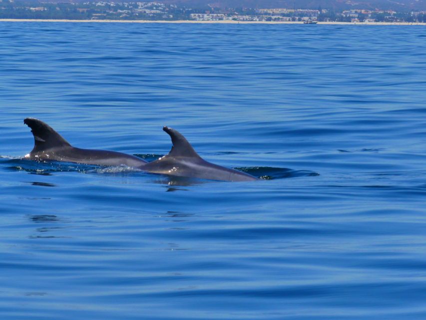Faro: Dolphin and Wildlife Watching in the Atlantic Ocean - The return through Ria Formosa