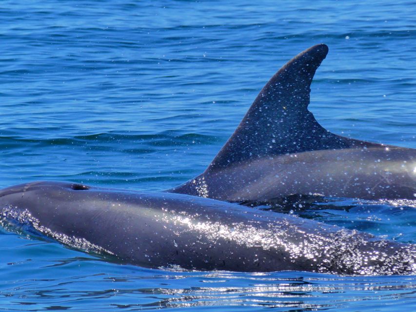 Faro: Dolphin and Wildlife Watching in the Atlantic Ocean - Is $76 a fair price?