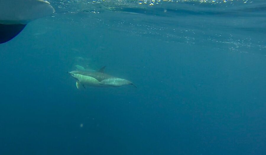 Faro: Dolphin and Wildlife Watching in the Atlantic Ocean - Who should book, and who should skip it?