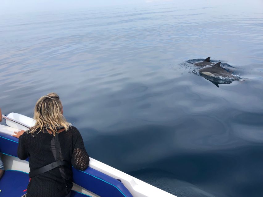 Faro: Dolphin and Wildlife Watching in the Atlantic Ocean - What the 2.5-hour search really feels like