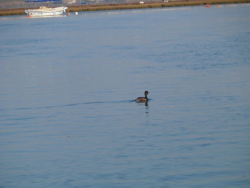Faro: Eco-Friendly Ria Formosa Bird Watching in Solar Boat - Key points at a glance