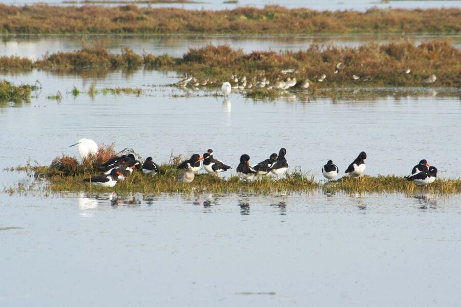Faro: Eco-Friendly Ria Formosa Bird Watching in Solar Boat - Who should book this Faro nature trip?
