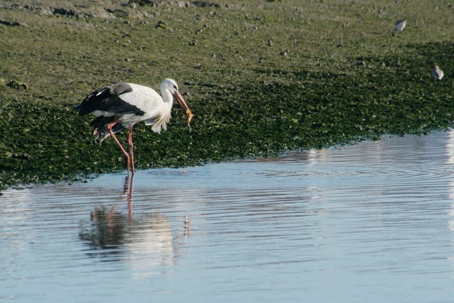 Faro: Eco-Friendly Ria Formosa Bird Watching in Solar Boat - Entering the Ria Formosa’s saltwater canals
