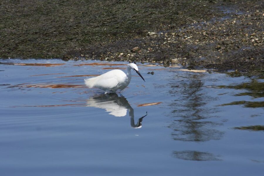 Faro: Eco-Friendly Ria Formosa Bird Watching in Solar Boat - The guided hour in Parque Natural da Ria Formosa