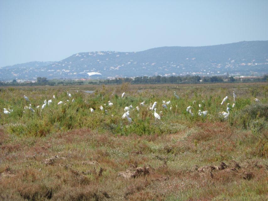 Faro: Eco-Friendly Ria Formosa Bird Watching in Solar Boat - Guide quality and the value of local eyes
