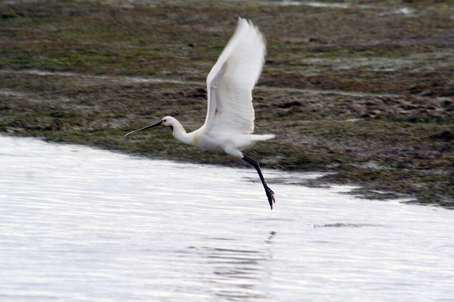 Faro: Eco-Friendly Ria Formosa Bird Watching in Solar Boat - Setting out from Rua da Porta Nova