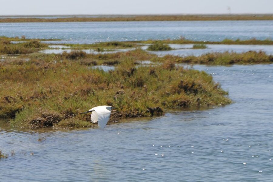 Faro: Ria Formosa Lagoon Small Boat Tour with Local Guide - Key points to know before booking
