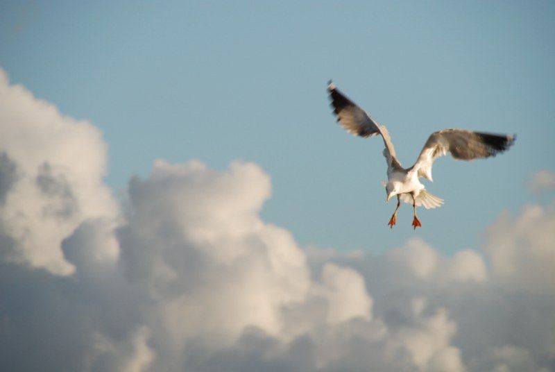 Faro: Ria Formosa Natural Park Segway Tour & Birdwatching - Who should book this Faro activity?