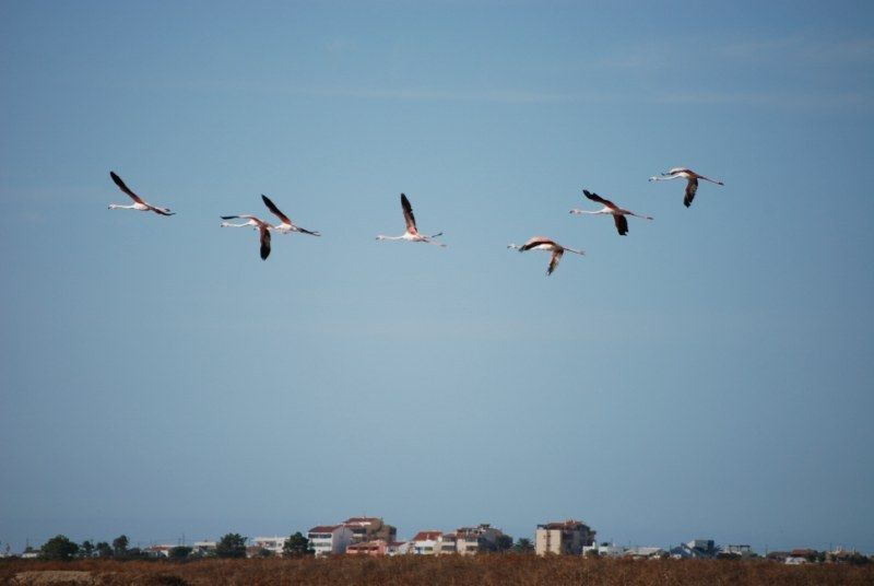 Faro: Ria Formosa Natural Park Segway Tour & Birdwatching - Why a Segway works well in Ria Formosa