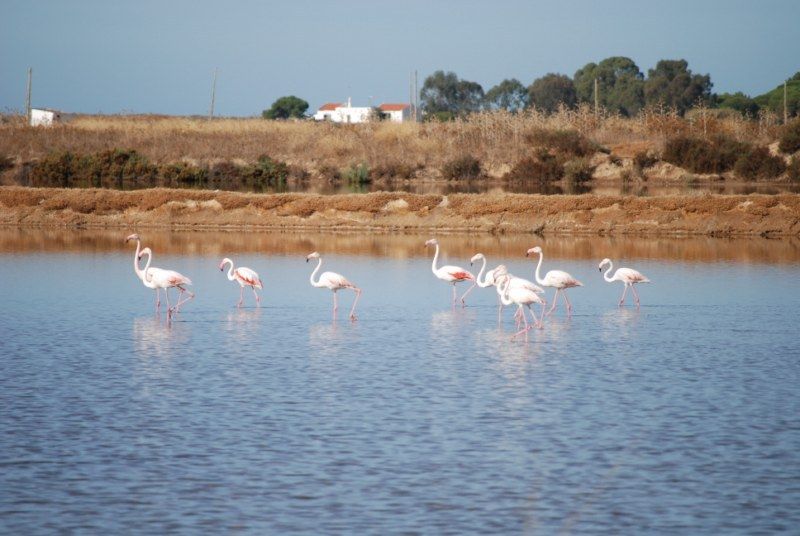 Faro: Ria Formosa Natural Park Segway Tour & Birdwatching - Riding the trails around Ludo