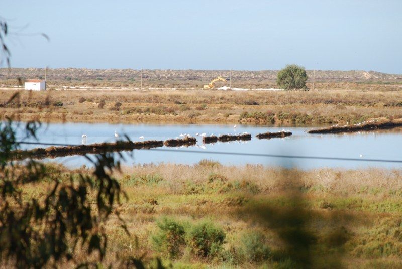 Faro: Ria Formosa Natural Park Segway Tour & Birdwatching - From Faro Beach to the protected reserve