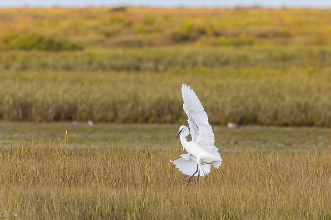 Faro - Ria Formosa tour with visit to 2 islands (Deserta, Farol) 3.5 hours - Is $42.24 good value?
