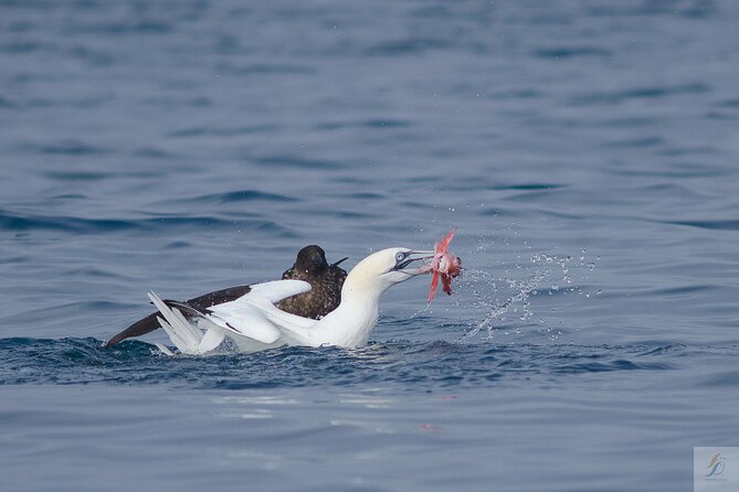 Feathers & Scales - Searching the Atlantic for dolphins and whales