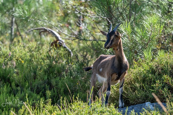 Fisgas de Ermelo Trail - Why Fisgas de Ermelo is worth the trip from Porto