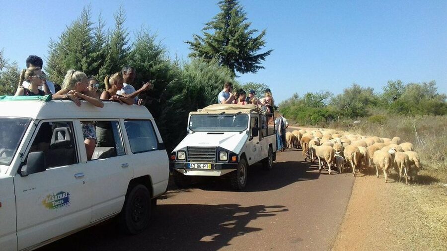 From Albufeira: 4x4 Off-Road Safari & Vineyard Wine Tasting - Why cork matters in the Algarve