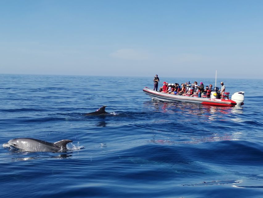 From Albufeira: Benagil Caves and Dolphins Guided Boat Tour - Key points to know before you book