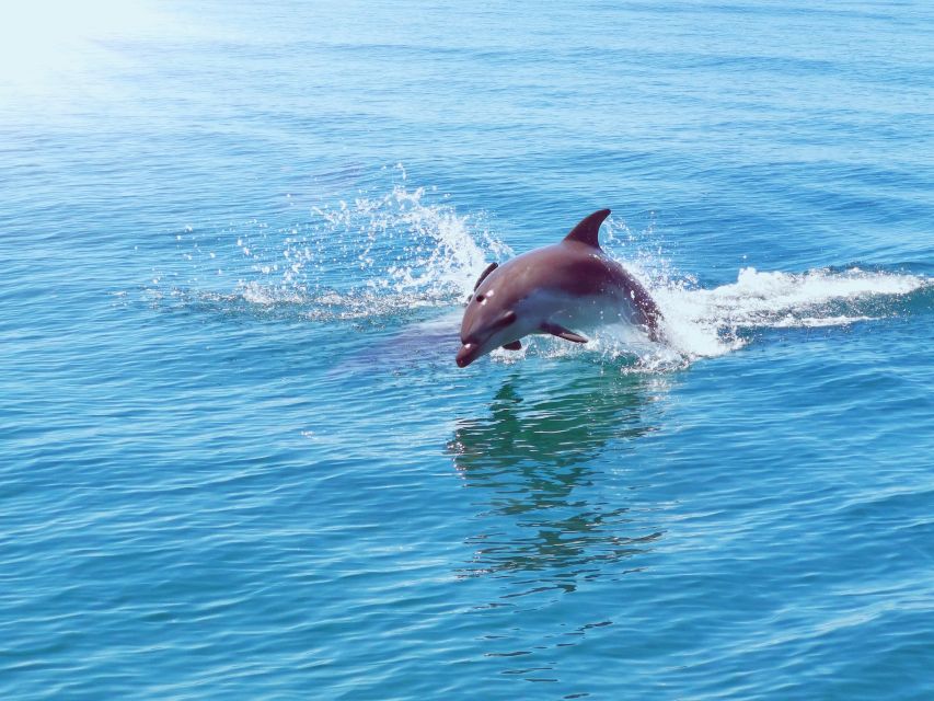 From Albufeira: Benagil Caves and Dolphins Guided Boat Tour - Searching for dolphins in open water