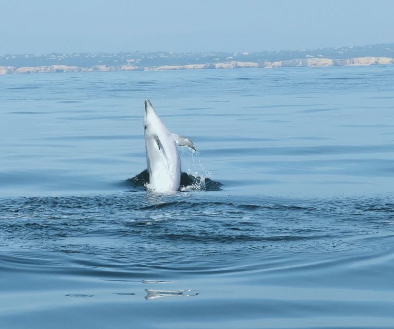 From Albufeira: Benagil Caves and Dolphins Guided Boat Tour - Swimming when the sea allows