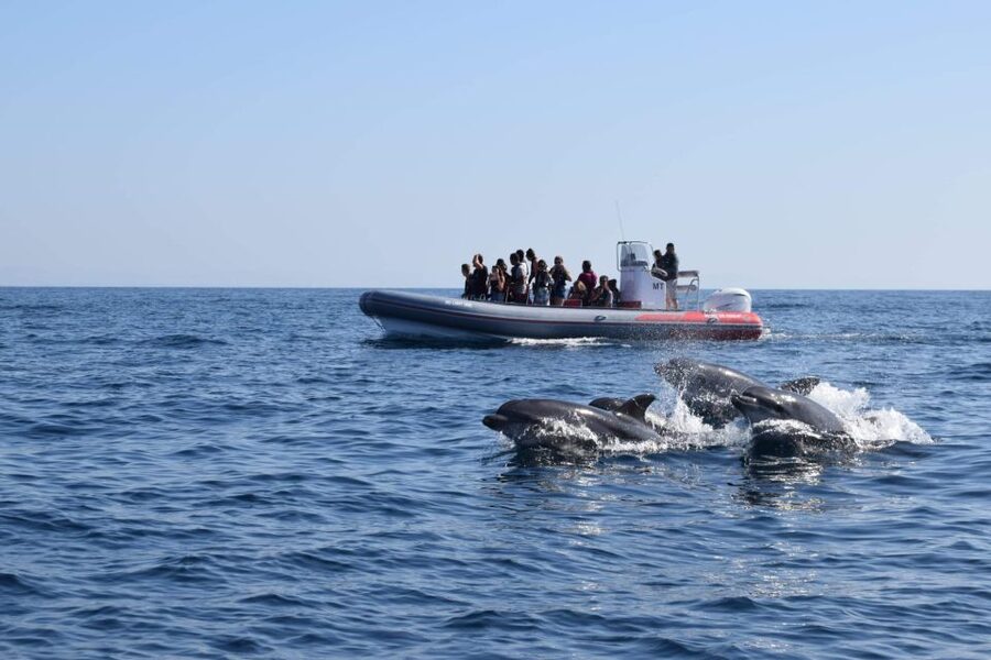 From Albufeira: Benagil Caves and Dolphins Guided Boat Tour - Checking in at Albufeira Marina