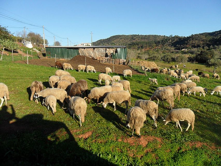 From Albufeira: Half-Day Algarve Jeep Safari - Final call: a worthwhile taste of the inland Algarve
