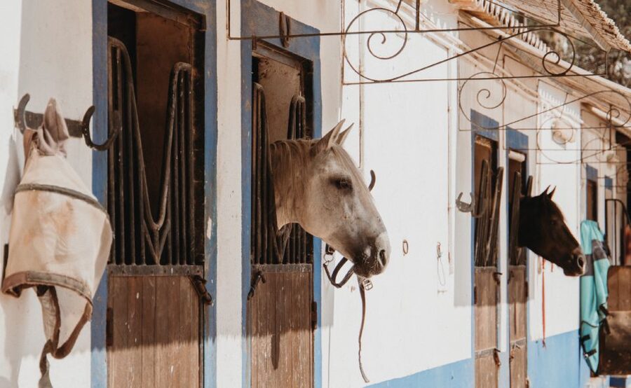 From Albufeira: Half-Day Hidden Gems & Horse Riding Tour - Key points to know before booking