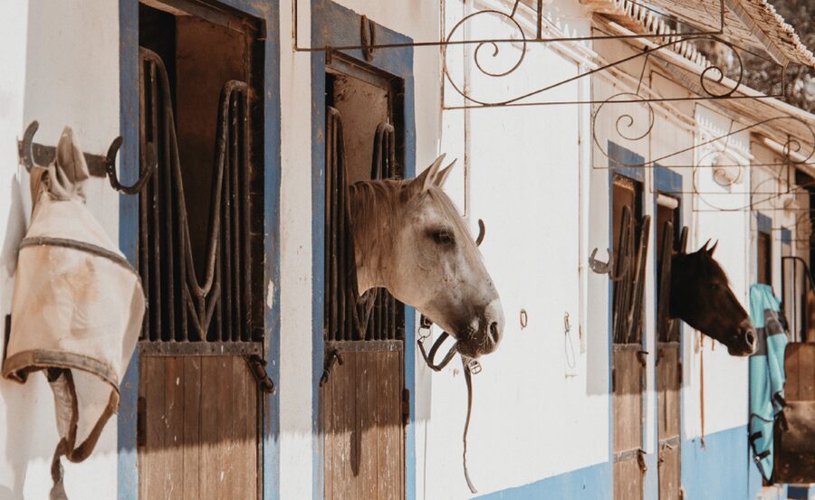 From Albufeira: Horse Riding Tour with Pickup - From Albufeira pickup to the stable
