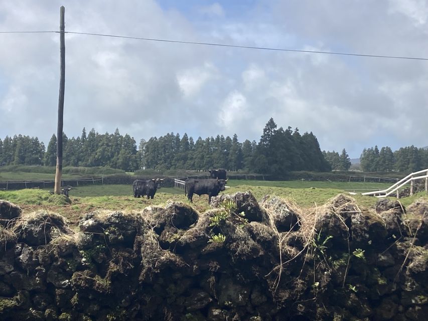 From Angra: Terceira Island Full-Day Tour - Free time in Praia da Vitória
