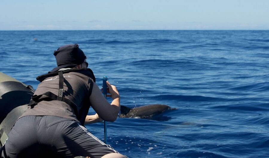 From Calheta: Madeira Whale and Dolphin Watching Boat Tour - Key points to know before booking