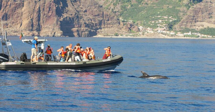 From Calheta: Madeira Whale and Dolphin Watching Boat Tour - Leaving Calheta Marina by speedboat