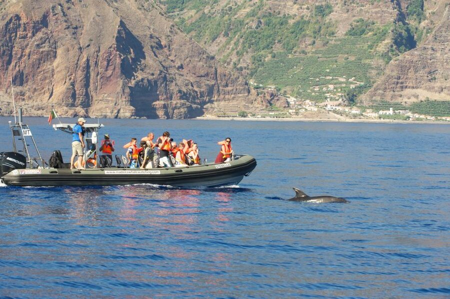 From Calheta: Madeira Whale and Dolphin Watching Boat Tour - What you might see in two hours