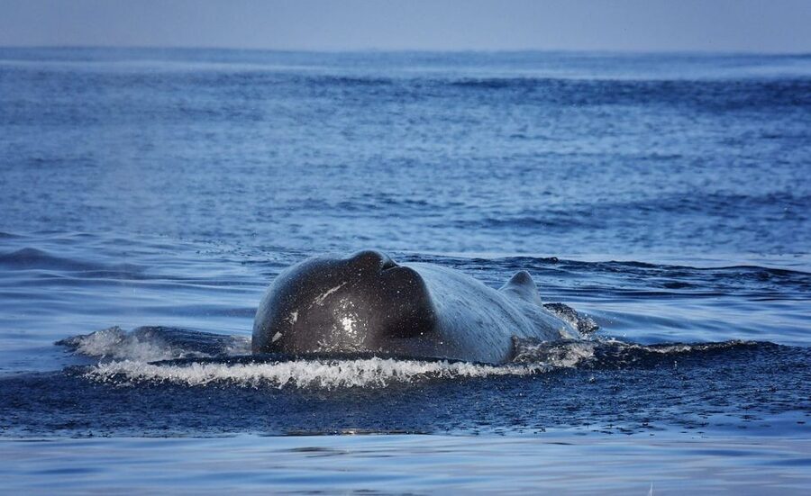 From Calheta: Madeira Whale and Dolphin Watching Boat Tour - Seeing Madeira from the Atlantic side