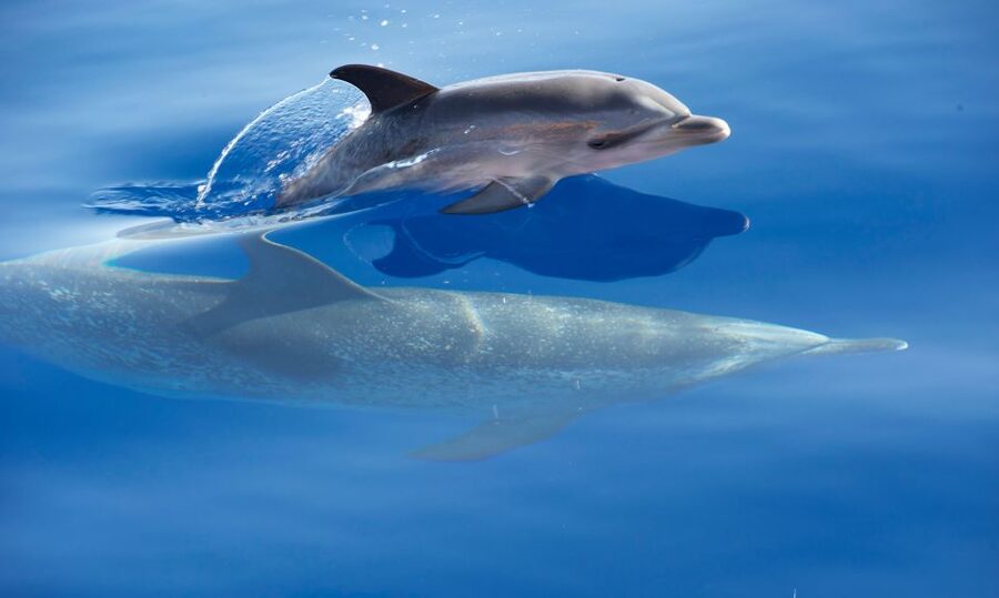From Calheta: Madeira Whale and Dolphin Watching Boat Tour - Is $67 a fair price?