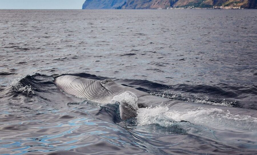From Calheta: Madeira Whale and Dolphin Watching Boat Tour - How the wildlife search works