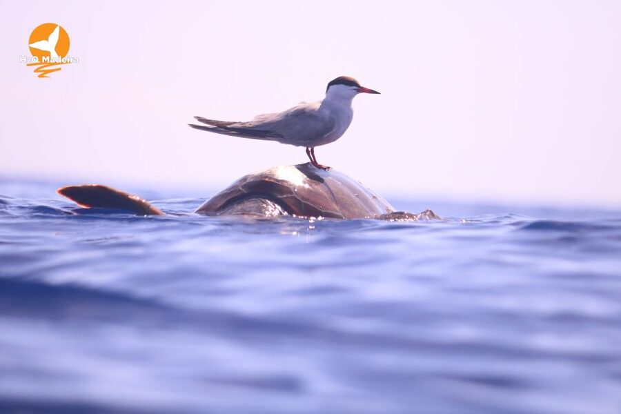 From Calheta: Whale and Dolphin Watching RIB Boat Tour - What to pack and what to leave behind