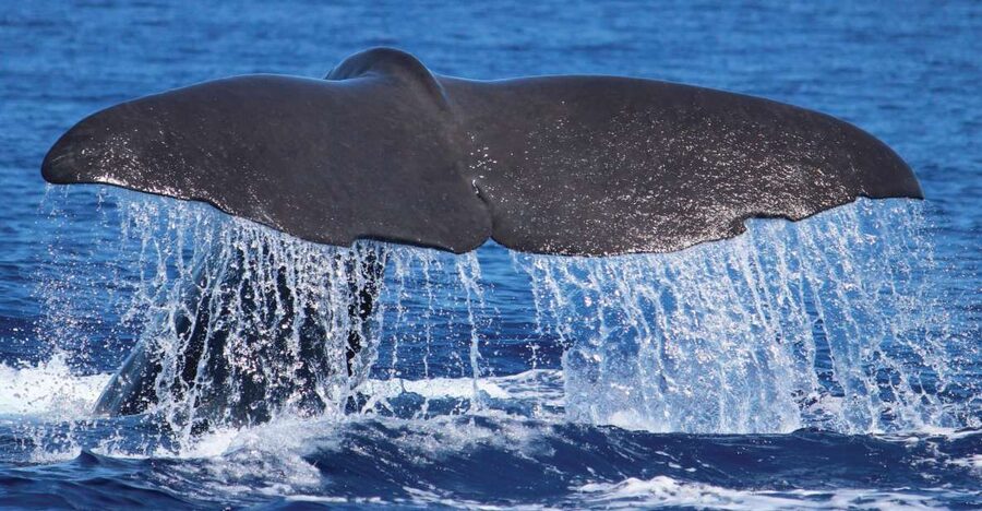 From Calheta: Whale and Dolphin Watching RIB Boat Tour - Searching for dolphins and whales