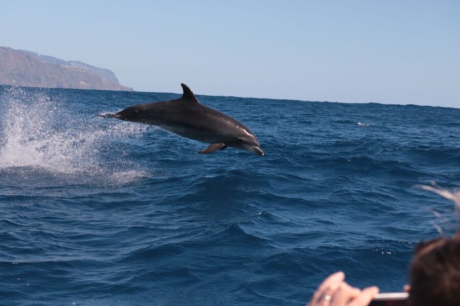 From Calheta: Whale and Dolphin Watching RIB Boat Tour - How the guides improve your chances