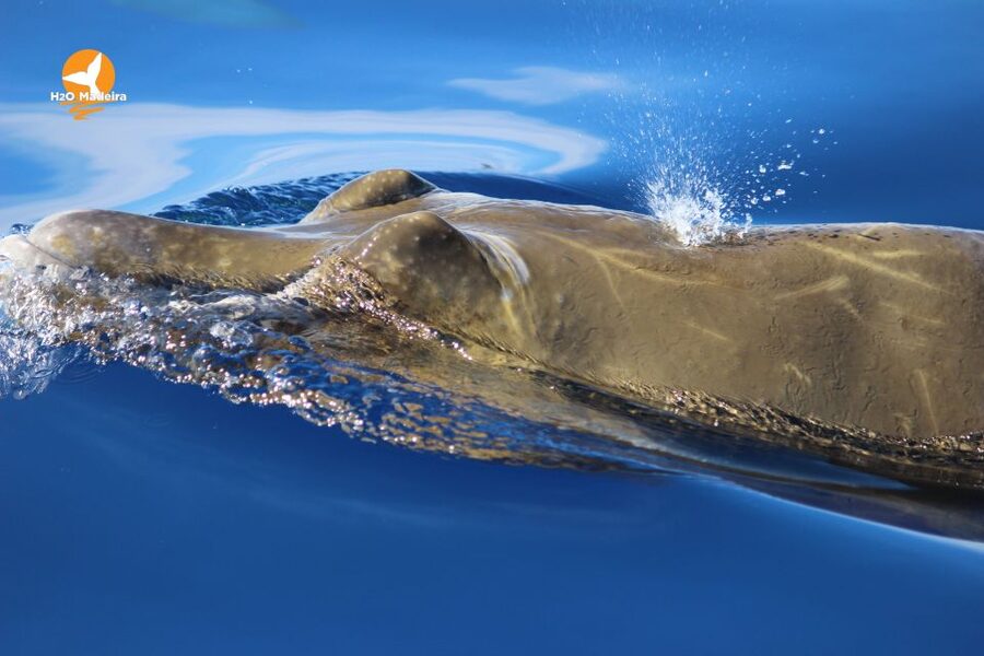 From Calheta: Whale and Dolphin Watching RIB Boat Tour - Madeira from the water