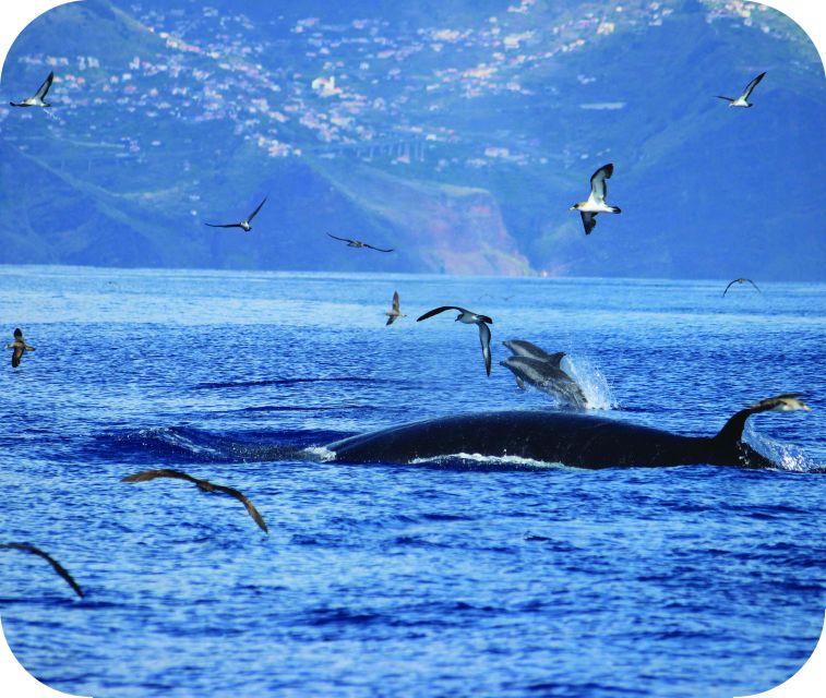 From Calheta: Whale and Dolphin Watching RIB Boat Tour - The two-hour route, step by step