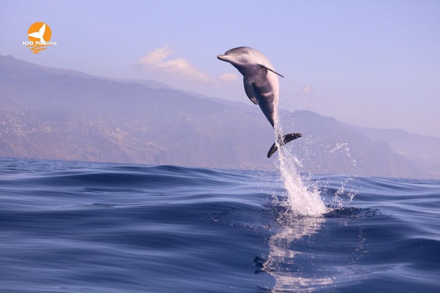 From Calheta: Whale and Dolphin Watching RIB Boat Tour - Is $70 a fair price for two hours?